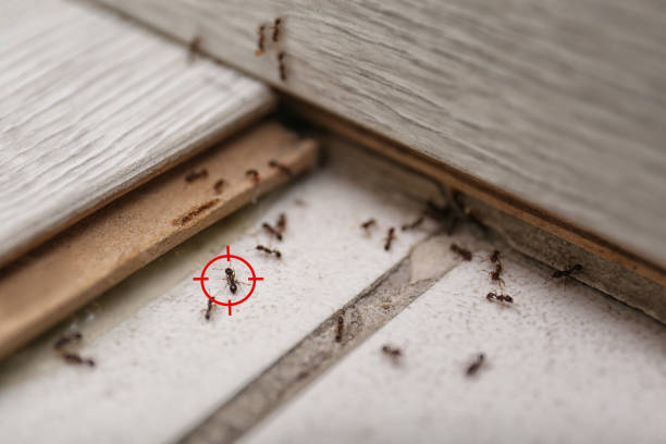 Best Wasp Removal Services  in Little Cypress, TX