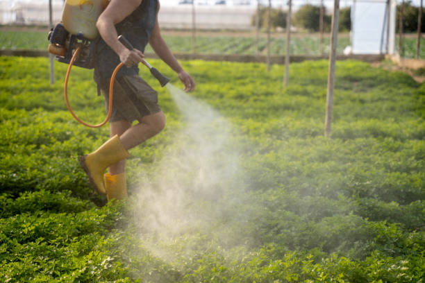 Best Pest Removal Services  in Little Cypress, TX
