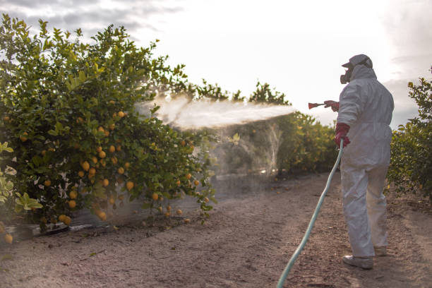 Professional Pest Control in Little Cypress, TX