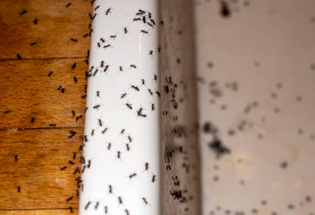 Best Pest Inspection Near Me  in Little Cypress, TX