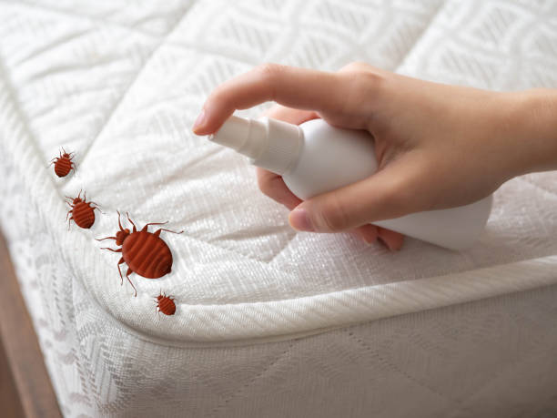 Best Cockroach Control Services  in Little Cypress, TX