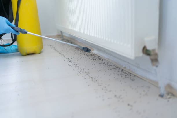 Best Best Pest Control Companies  in Little Cypress, TX
